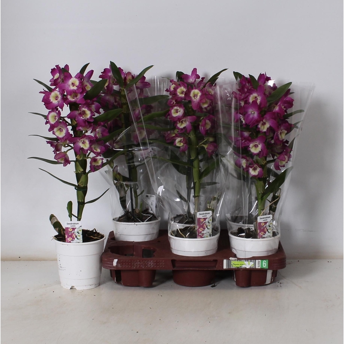 <h4>DEND NOBILE</h4>