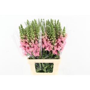 ANTIR POTOMAC PINK