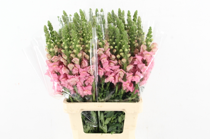 ANTIR POTOMAC PINK