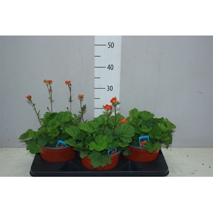 Geum Cocc Borisii