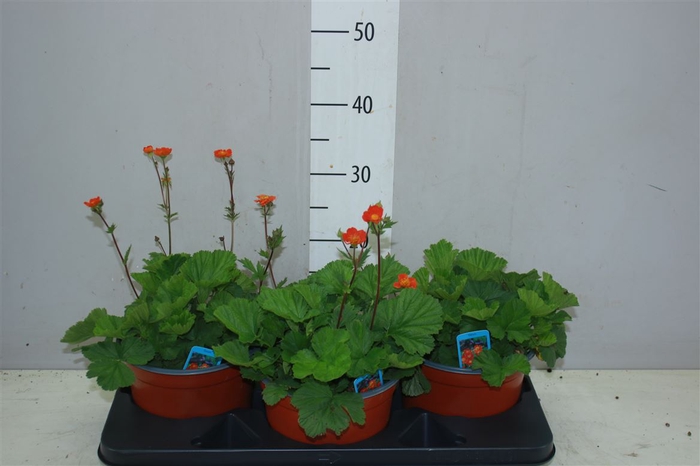 <h4>Geum Cocc Borisii</h4>