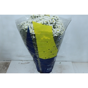 CRISANTEMO BOLA BELGA P20 BRANCO