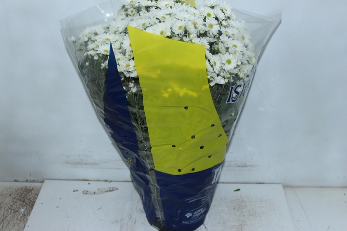 <h4>CRISANTEMO BOLA BELGA P20 BRANCO</h4>
