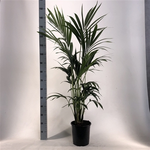 KENTIA - P24 H150 - 5PP - EcoLine (Howea forsteriana)