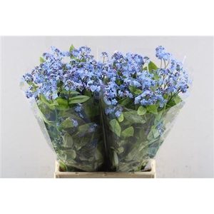 Myos Al Blue Memory B X80