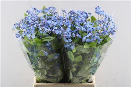 <h4>Myos Al Blue Memory B X80</h4>