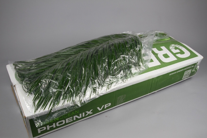 <h4>Phoenix VP Green Ocean</h4>