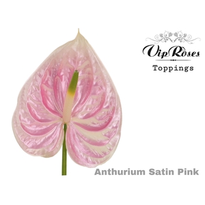 Ant A Satin Pink