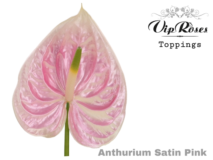 <h4>Ant A Satin Pink</h4>