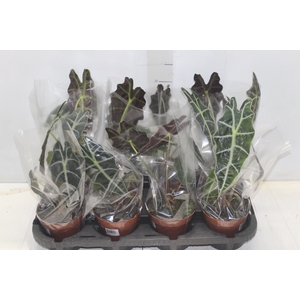 ALOCASIA AMAZONICA P12