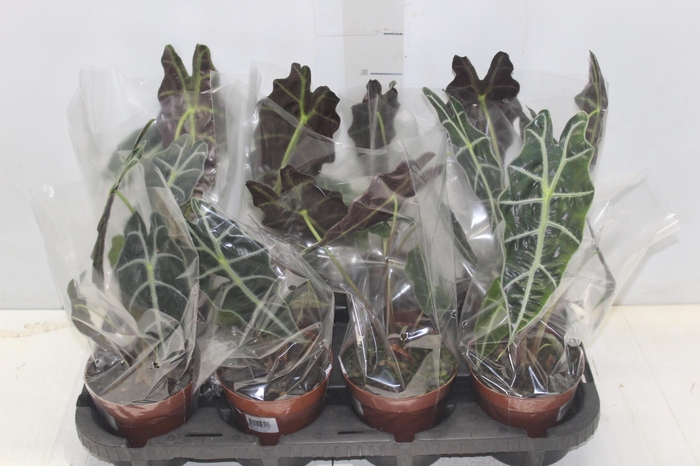 <h4>ALOCASIA AMAZONICA P12</h4>