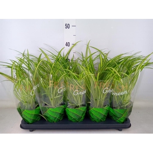 Chlorophytum cos. 'Atlantic'