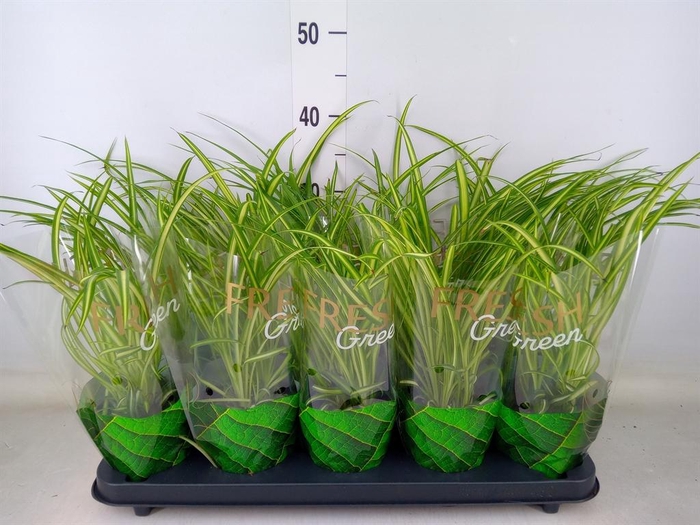 <h4>Chlorophytum cos. 'Atlantic'</h4>