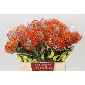 Nutans Ayoba Mandarin Zest