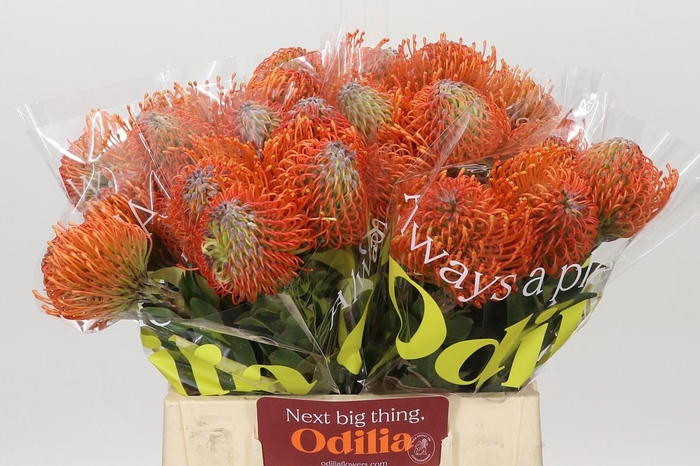<h4>Nutans Ayoba Mandarin Zest</h4>