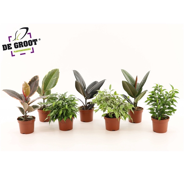 <h4>Ficus overig gemengd 6 soorten</h4>