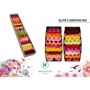 GE MI Elite x Gerponi Op Rij doos