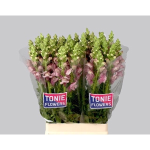 ANTIR MARY LAVENDER