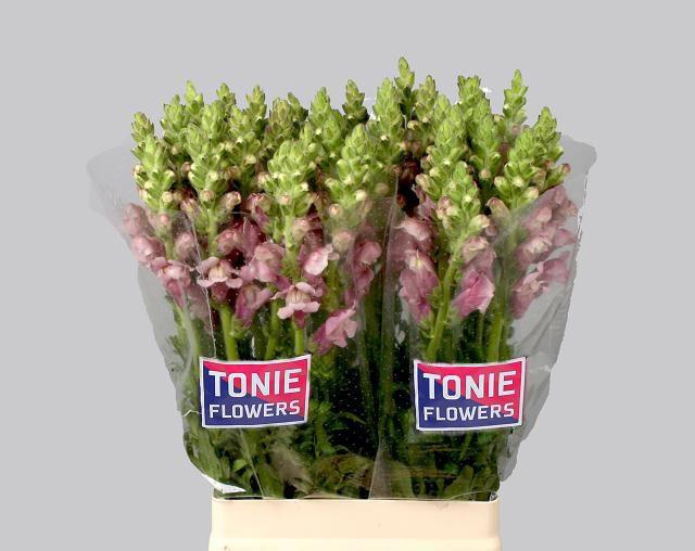 <h4>ANTIR MARY LAVENDER</h4>