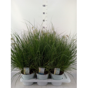 Pennisetum alopec. 'Little Hameln'