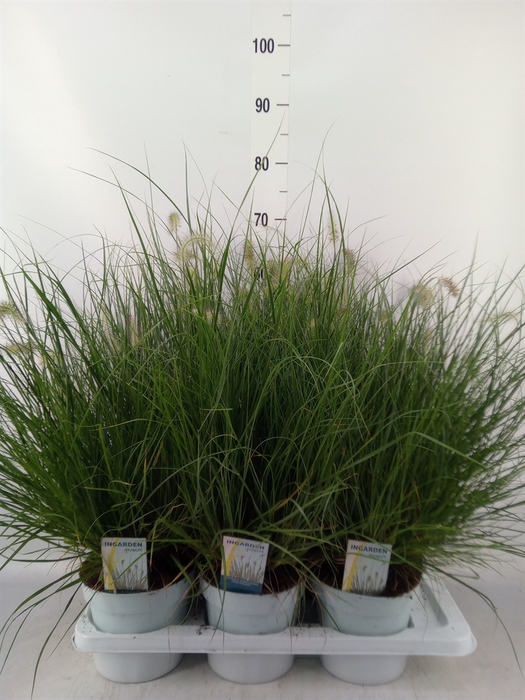<h4>Pennisetum alopec. 'Little Hameln'</h4>