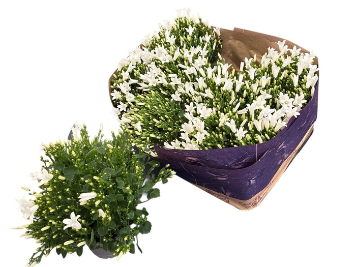 <h4>CAMP POR ROYAL</h4>