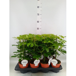 Schefflera arbor. 'Nora'