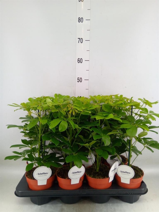<h4>Schefflera arbor. 'Nora'</h4>