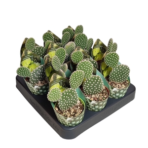 OPUNTIA MICRODASYS ALBATA - POT Ø 6,5 WITH POTCOVER (CACTUS)