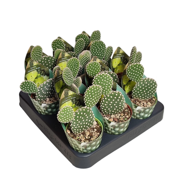 <h4>OPUNTIA MICRODASYS ALBATA - POT Ø 6,5 WITH POTCOVER (CACTUS)</h4>