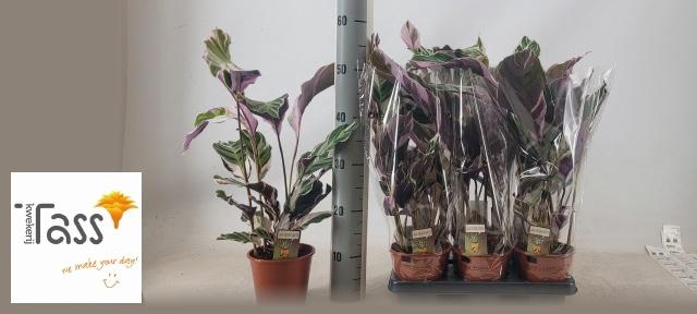 <h4>CALAT FUSION WHITE</h4>