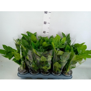 Fatsia japonica   ...