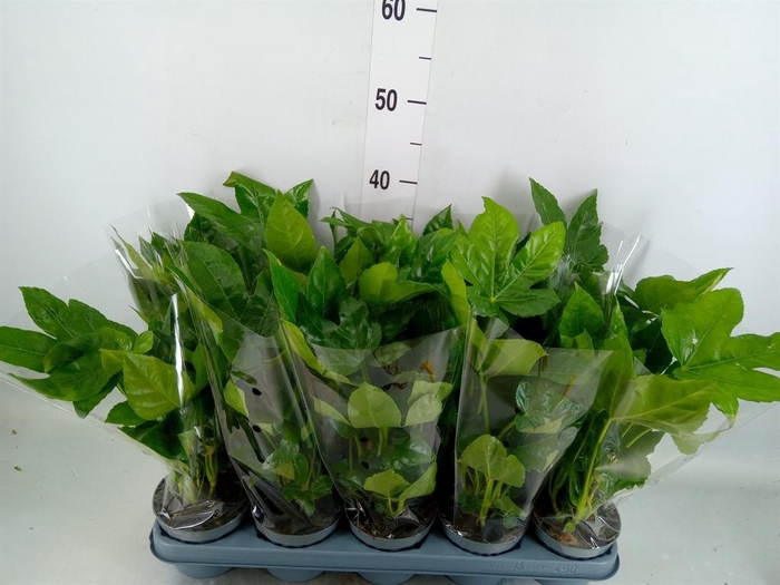<h4>Fatsia japonica ...</h4>