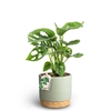 MONSTERA FRIEDRICHSTAHLII P10 WB G