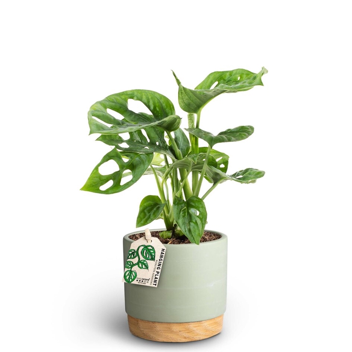 MONSTERA FRIEDRICHSTAHLII P10 WB G