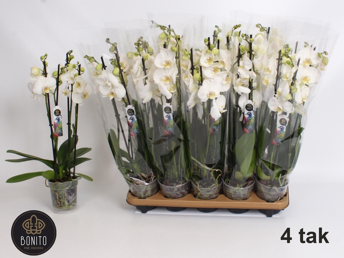 <h4>PHAL AN NOTTINGHAM</h4>