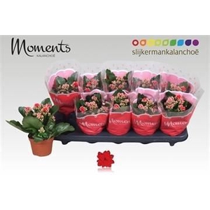 KALAN CALAN RED SECRET P10.5