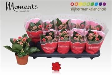 <h4>KALAN CALAN RED SECRET P10.5</h4>