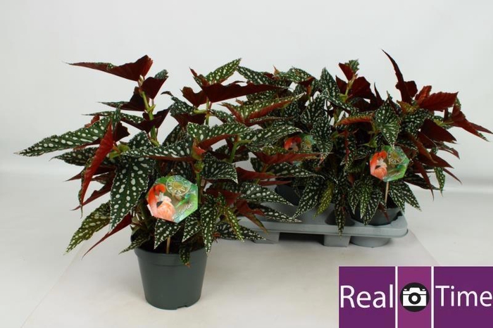 <h4>BEG MA SPOTL GREEN</h4>