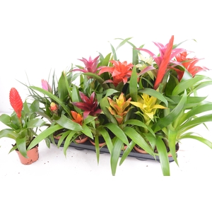 BROMELIA GEM 15 SRT