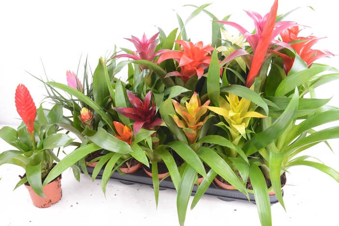 <h4>BROMELIA  GEM 14 SRT</h4>