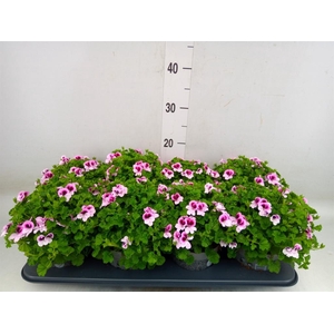 Pelargonium gran.   ..