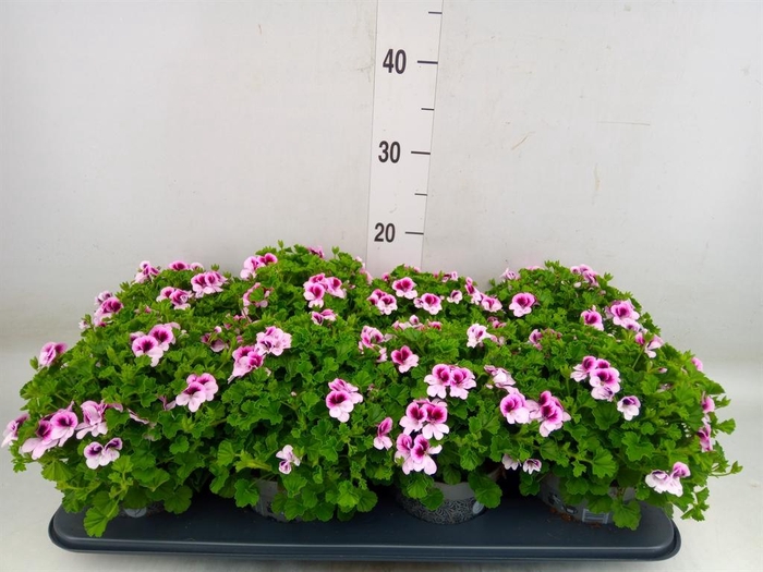 <h4>Pelargonium gran.   ..</h4>
