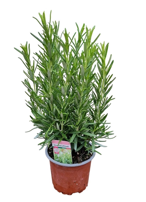 <h4>Rosmarinus officinalis   ...</h4>