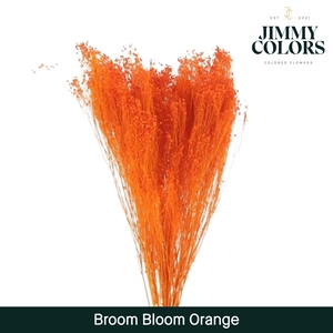 Broom bloom Oranje