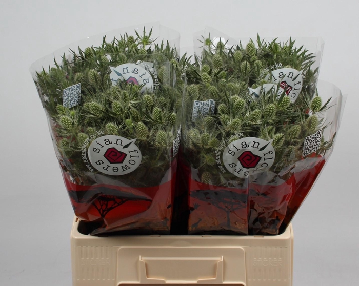 <h4>ERYN MAG WHIT LAGOON</h4>