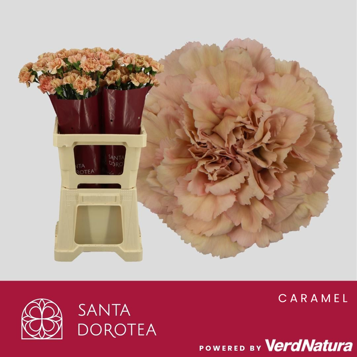 <h4>Di St Caramel</h4>