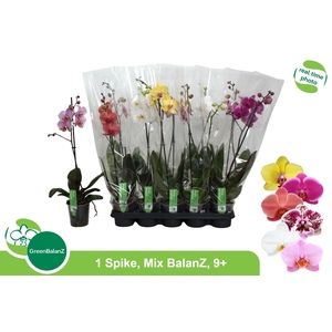PHAL GEM