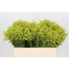 Solidago Tara Gold