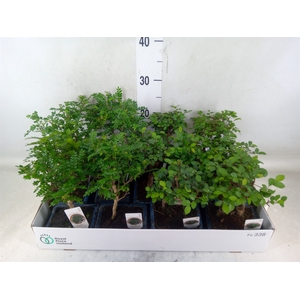 Bonsai   ...mix